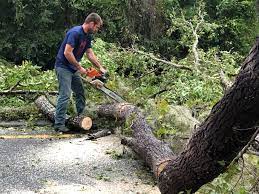 Reliable Lake Hopatcong, NJ Tree Care Services Solutions